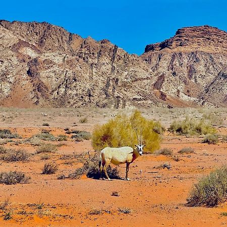 Raja Camp Hotel Wadi Rum Ngoại thất bức ảnh
