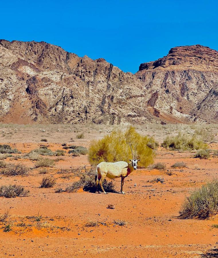 Raja Camp Hotel Wadi Rum Ngoại thất bức ảnh